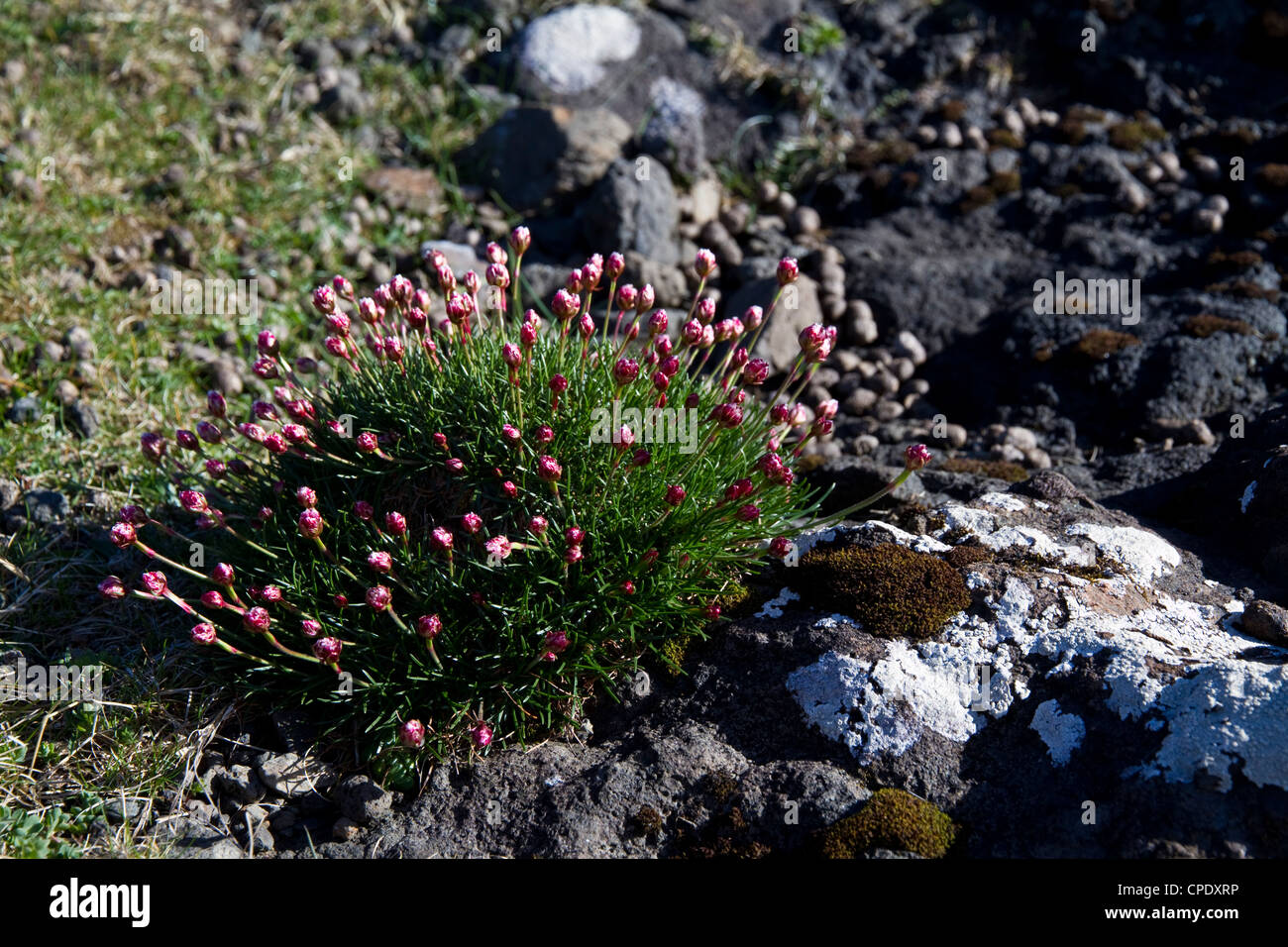 Les fleurs non ouvertes de rose ou la mer (épargne maritima Para-graf) ressemblent à une pelote sur la rive de Sanday, à l'île de Canna Banque D'Images