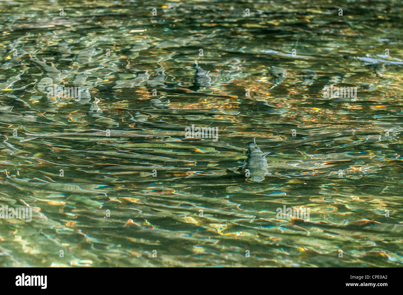 Saumon vu à travers l'eau dans la rivière Indian, Sitka, Alaska Banque D'Images