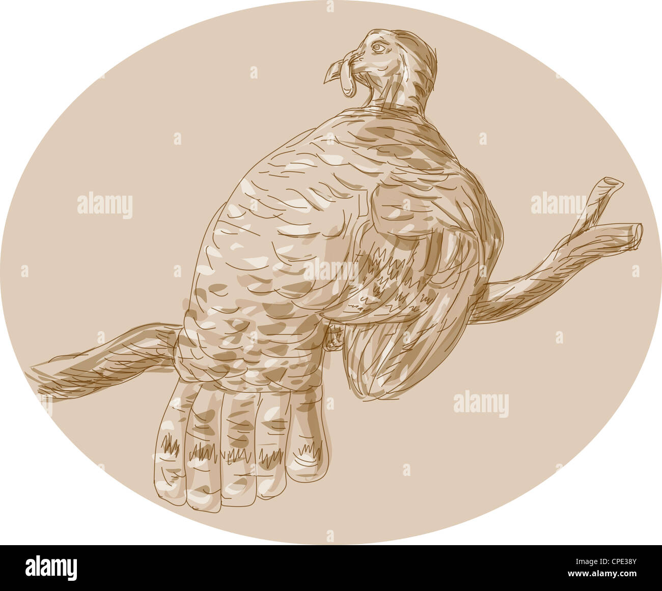 Croquis dessinés à la main, illustration d'un dindon sauvage perching on branch vu de l'arrière. Banque D'Images