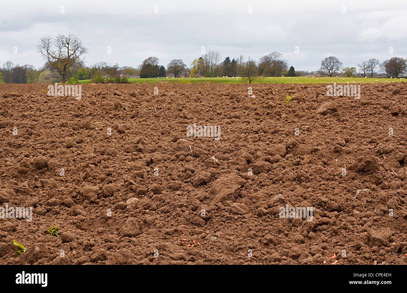 Fraîchement creusée et récemment un champ agricole ensemencée, bonne base pour l'agriculture Banque D'Images