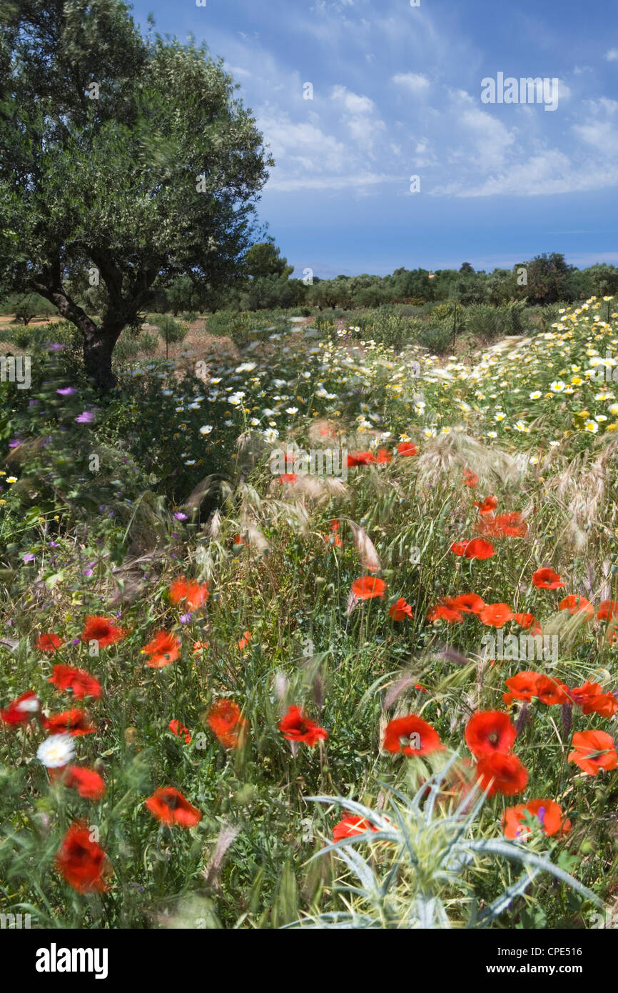 Fleurs de Printemps, péninsule d'Akrotiri, Chania, Crète, région des îles grecques, Grèce, Europe Banque D'Images