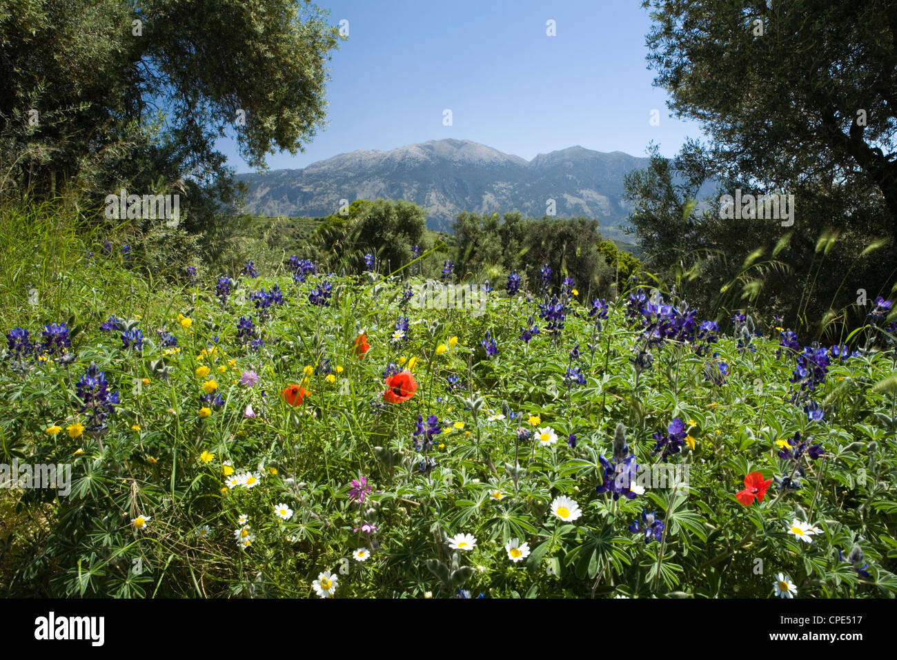 Fleurs de Printemps, Montagnes Blanches (Lefka Ori), région de La Canée, Crète, îles grecques, Grèce, Europe Banque D'Images