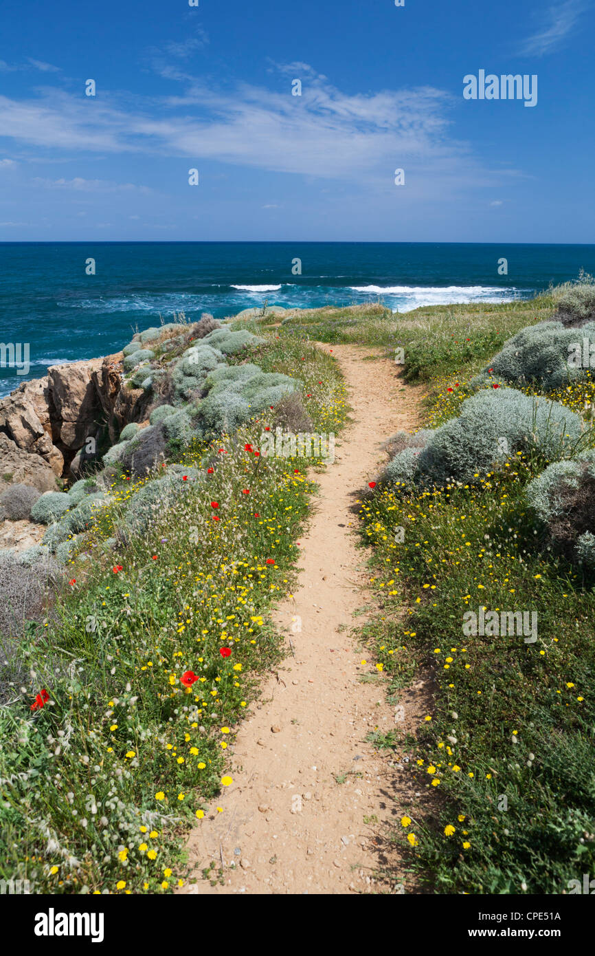 Sentier du littoral avec fleurs de printemps, près de Chania, Chania, Crète, région des îles grecques, Grèce, Europe Banque D'Images