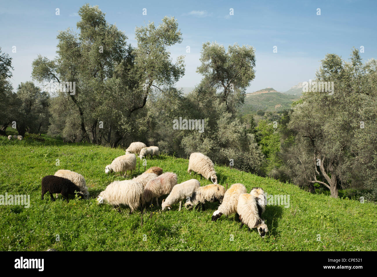 Moutons en oliveraie, Patsos, Rethymnon (Rethymno) région, Crète, îles grecques, Grèce, Europe Banque D'Images