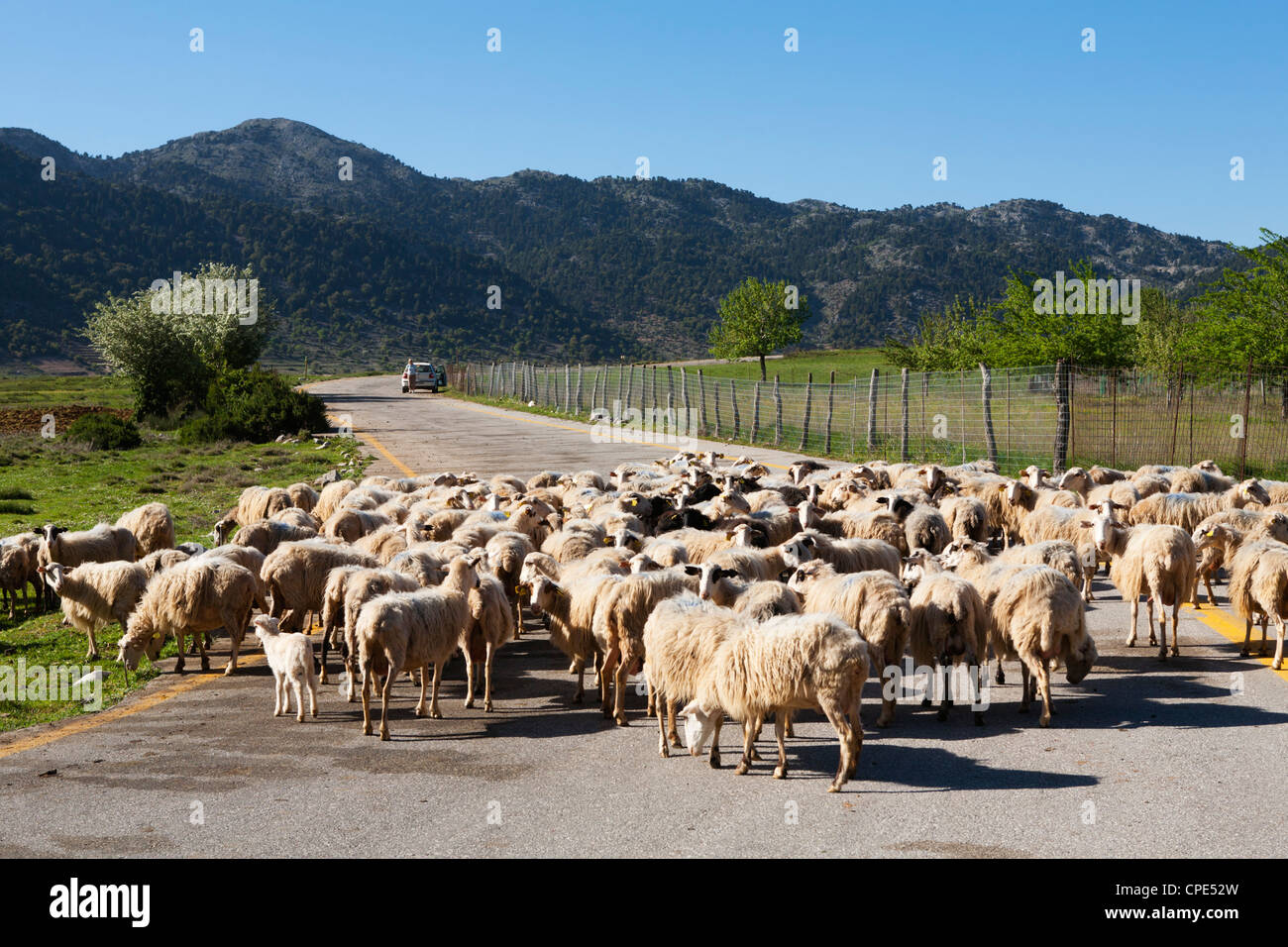Moutons sur la route, plaine d'Omalos Chania, Crète, région, îles grecques, Grèce, Europe Banque D'Images