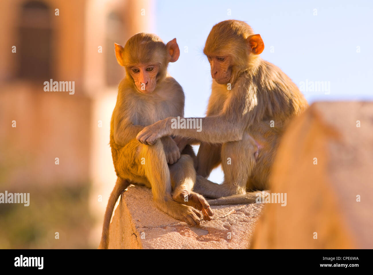 Les singes à Tiger Fort, Jaipur, Rajasthan, Inde, Asie Banque D'Images
