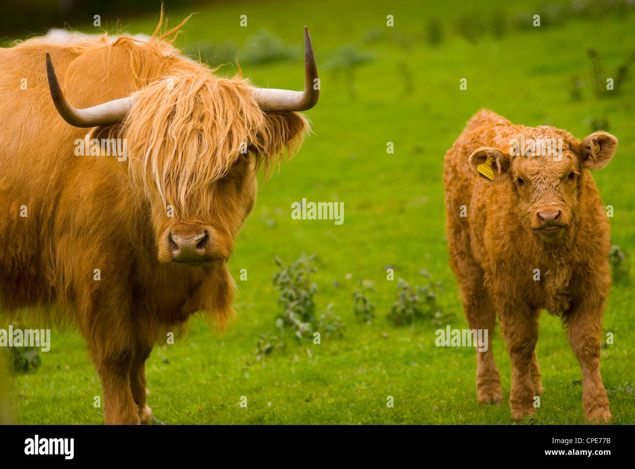 Highland cattle, Perthshire, Écosse, Royaume-Uni, Europe Banque D'Images