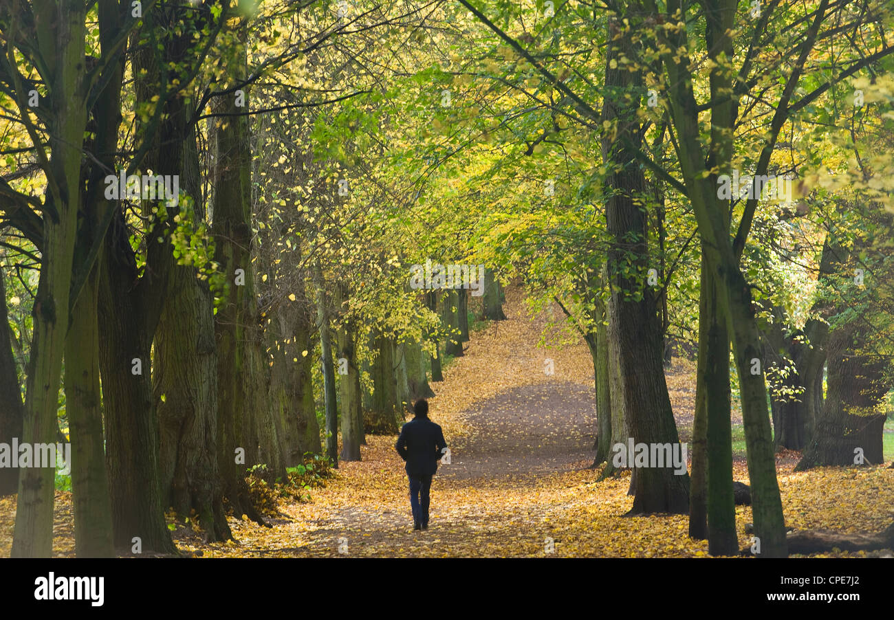 Hampstead Heath, au nord de Londres, Angleterre, Royaume-Uni, Europe Banque D'Images