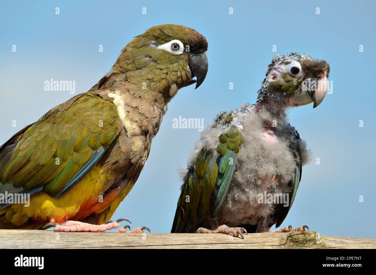Deux perroquets fouisseurs (Cyanoliseus patagonus) dont un jeune pincées, sur le fond de ciel bleu. Banque D'Images