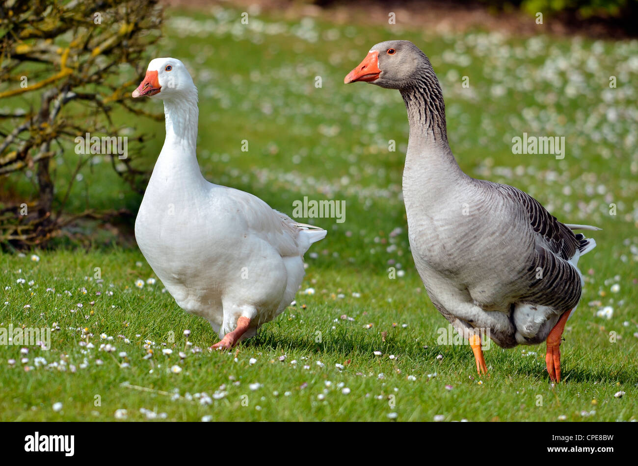 Deux oies (Anser anser domesticus), l'un blanc, un gris, marcher sur l'herbe en face Banque D'Images