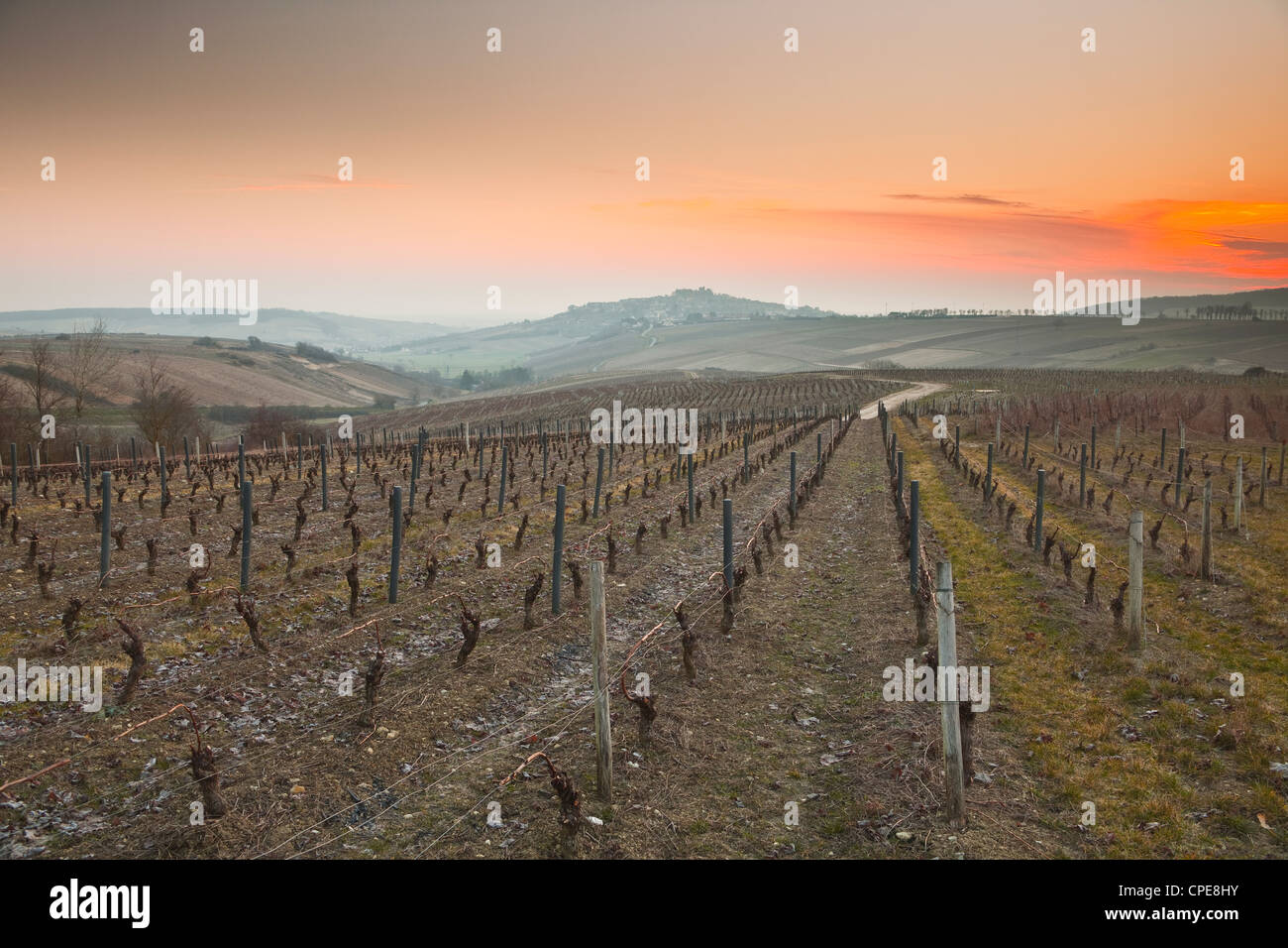 Vignobles, Sancerre, Cher, vallée de la Loire, Centre, France, Europe Banque D'Images