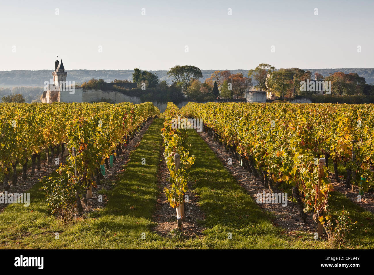 Vignobles près du château de Chinon, Indre-et-Loire, Loire, France, Europe Banque D'Images