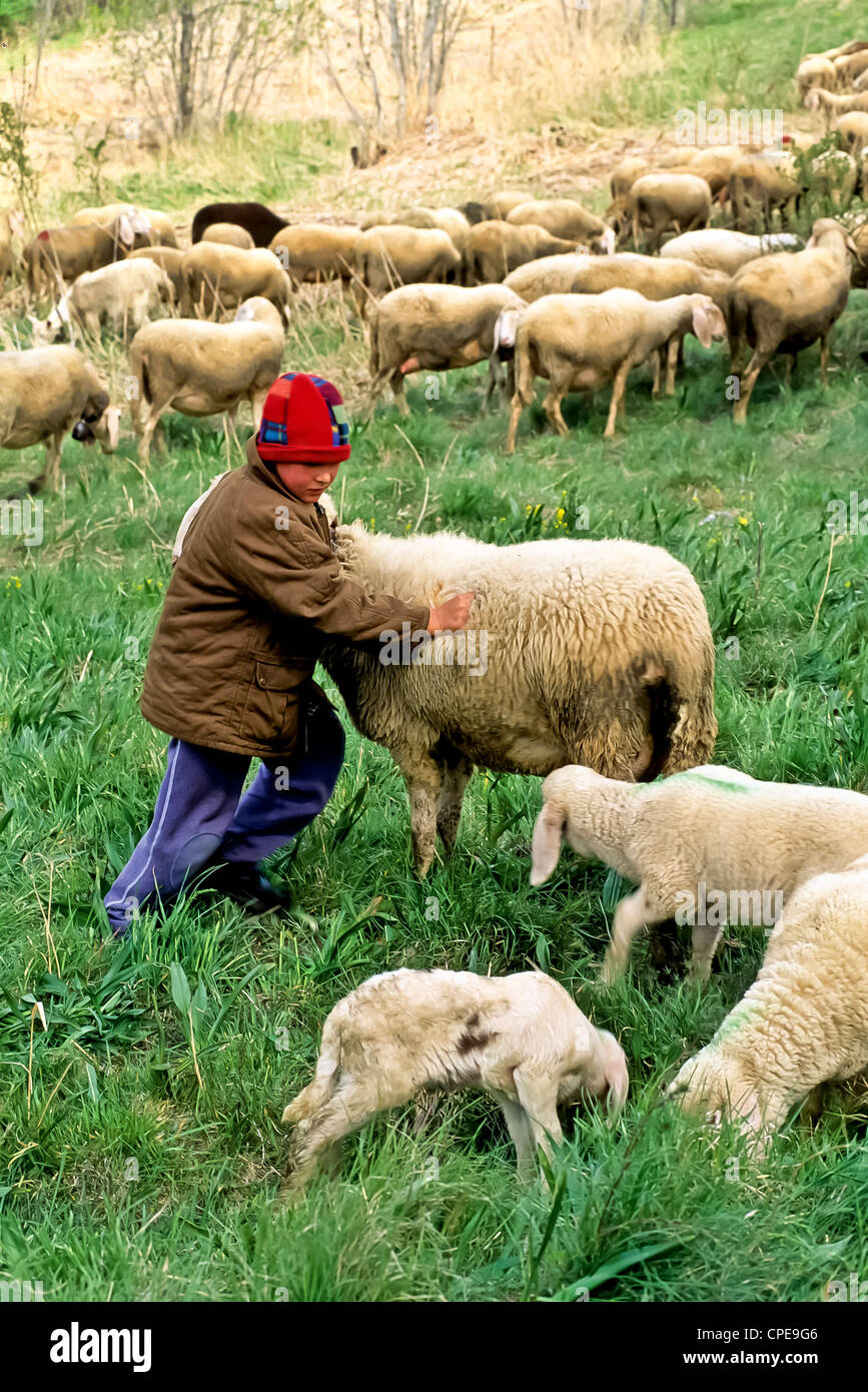 Europe Italie Piémont Province de Turin Sauze D'Oulx jeune berger avec mouton Banque D'Images