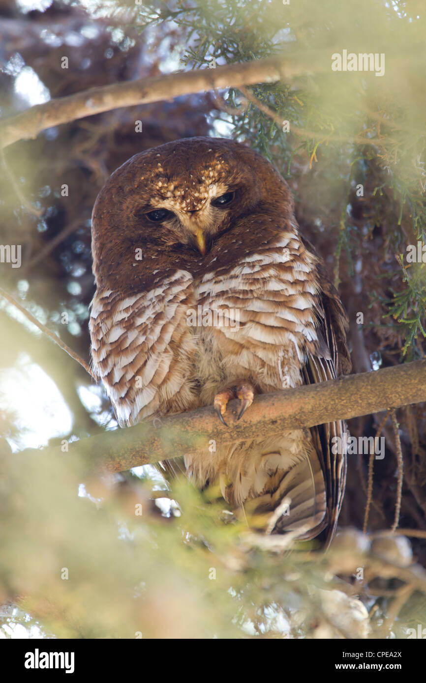 Bois de l'Afrique de l'Owl Strix woodfordii perchoir à Dinsho Lodge, l'Ethiopie en mars. Banque D'Images