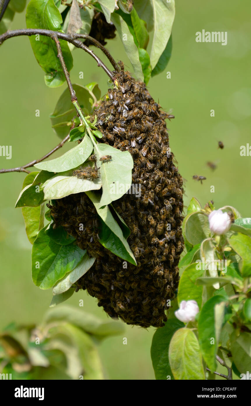 L'essaimage des abeilles sur cognassier Banque D'Images
