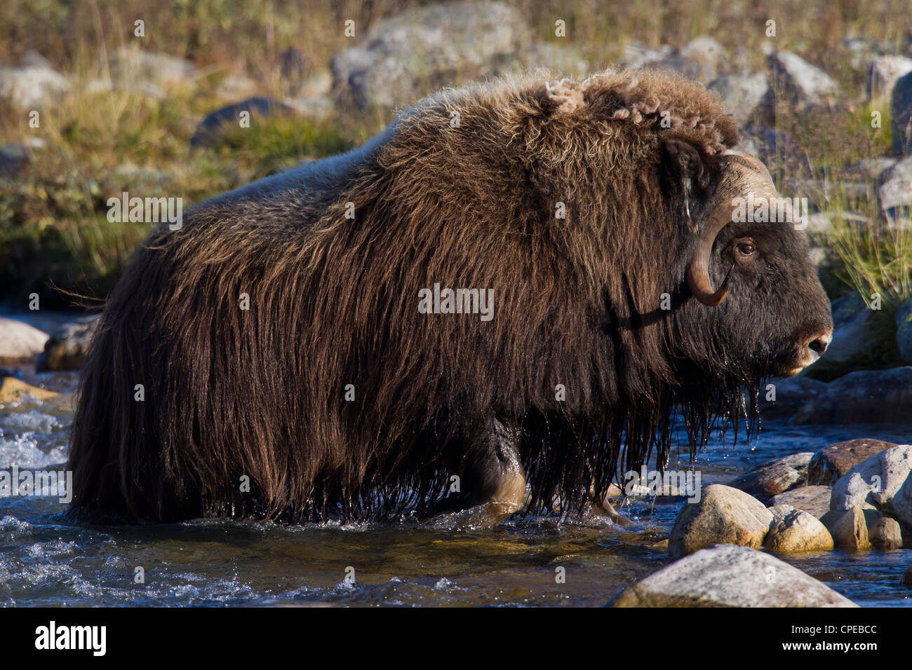 Le boeuf musqué (Ovibos moschatus) femmes crossing river dans la toundra à l'automne, le Parc National de Dovrefjell Sunndalsfjella, Norvège Banque D'Images