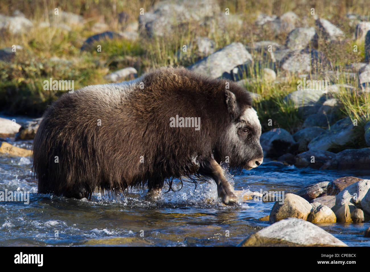 Le boeuf musqué (Ovibos moschatus) young crossing river dans la toundra à l'automne, le Parc National de Dovrefjell Sunndalsfjella, Norvège Banque D'Images