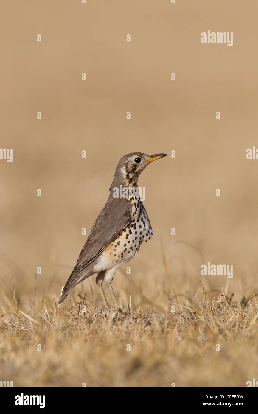 Nourriture Psophocichla litsitsirupa (Groundscraper Thrush sur des plaines près de Debre Libanos, l'Éthiopie en février. Banque D'Images