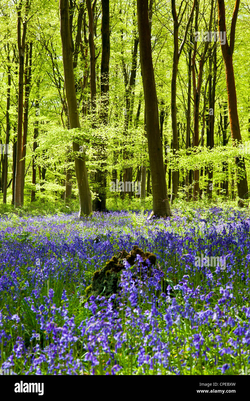 Soleil pommelé tombe à travers le feuillage vert frais dans un bois de hêtre de jacinthes en Angleterre, Royaume-Uni Banque D'Images