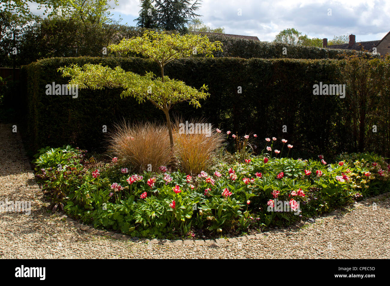 La plantation officielle régime en jardin anglais avec des tulipes, des herbes et disposent d'Acer tree Banque D'Images