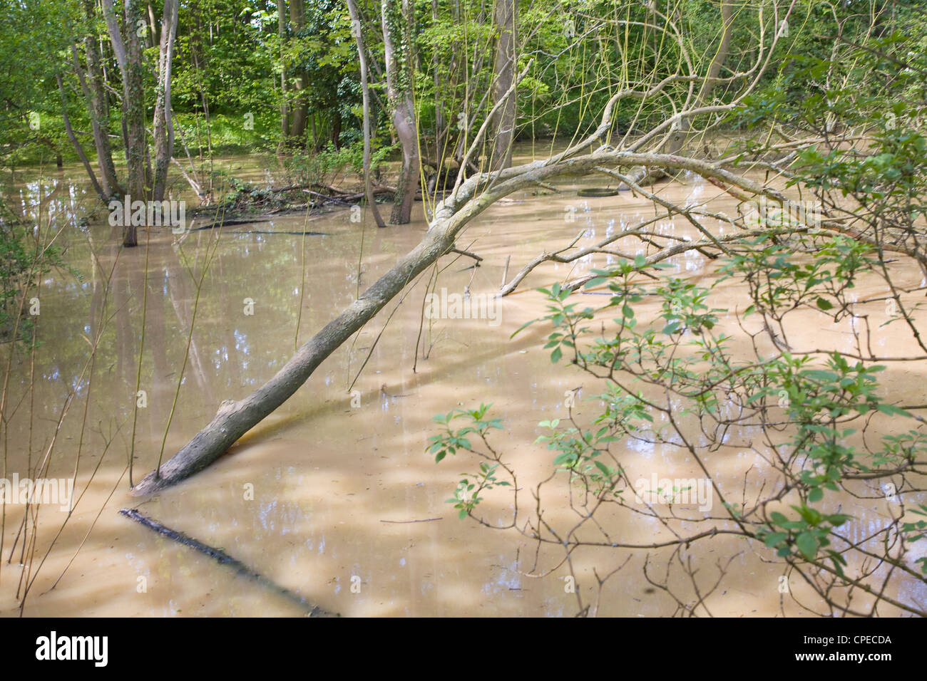 Les forêts inondées après de fortes pluies apparaissant comme un marais, Suffolk, Angleterre Banque D'Images