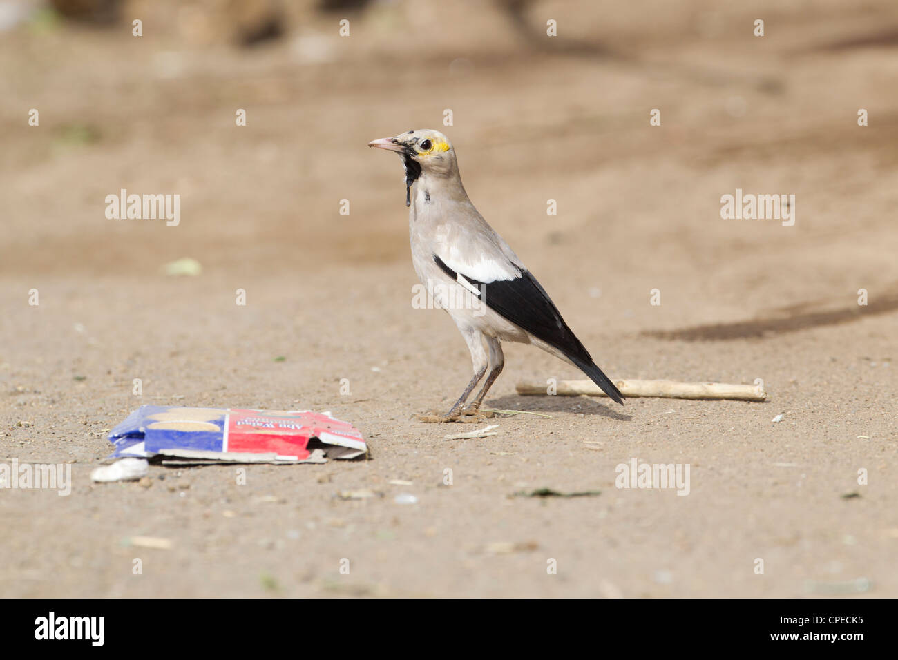 Starling Creatophora cinerea caronculée forge mâle parmi les ordures au lac Beseka Metahara, Éthiopie, en février. Banque D'Images