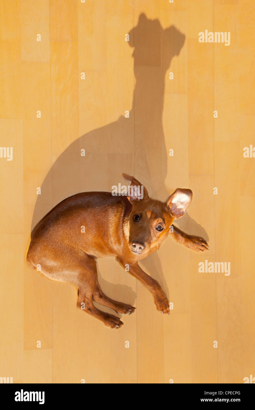 Mini chien de type Pinscher avec drôle shadow Banque D'Images