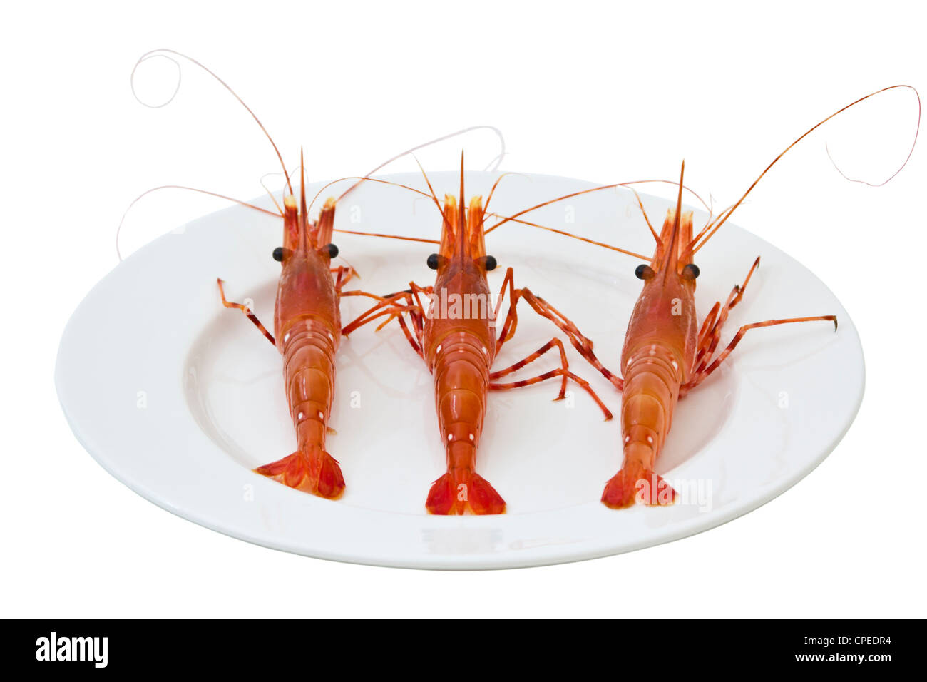 Crevettes fraîches vivre sur une assiette blanche Banque D'Images