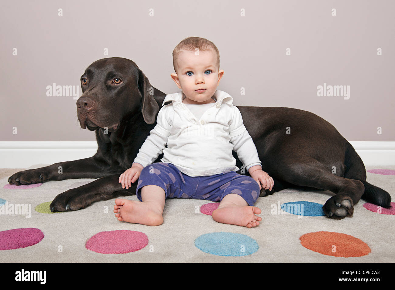Mignon Bebe Labrador Chocolat Avec Son Animal De Compagnie Photo Stock Alamy Mignon Bebe Labrador Chocolat Avec Son Animal De Compagnie Photo Stock Alamy