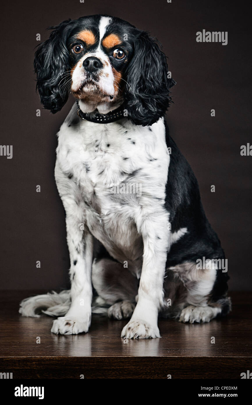 Cavalier King Charles Spaniel Portrait Banque D'Images