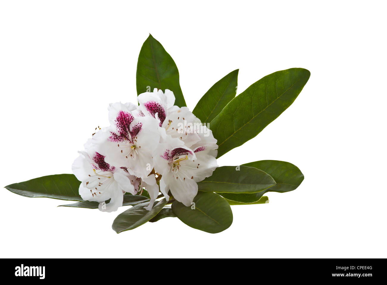 Beau Rhododendron blanc sur fond blanc Banque D'Images