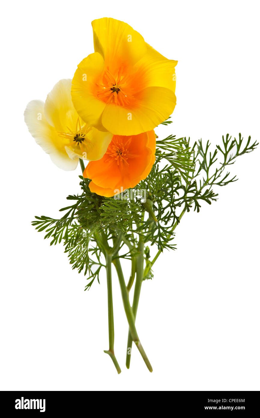 Belles fleurs sauvages jaunes et blancs sur fond blanc Banque D'Images