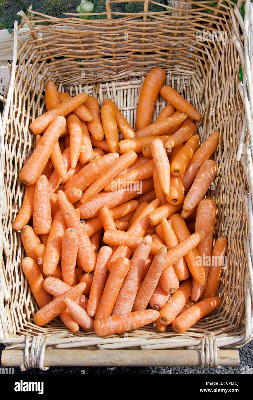 Les carottes dans un panier en osier au marché des agriculteurs biologiques. Banque D'Images