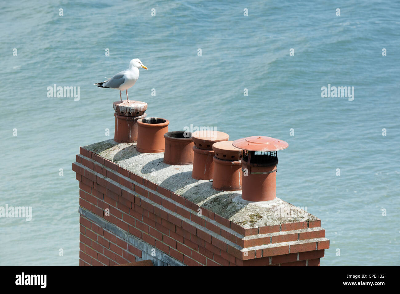 Seagull sur une cheminée dans le village historique de Devon Clovelly, Devon, Angleterre Banque D'Images