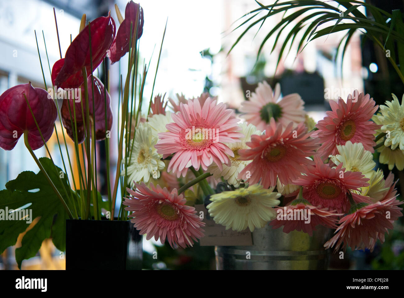 affichage de fleur Banque D'Images