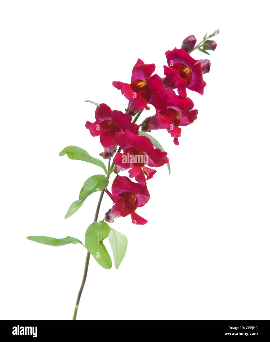 Dark red garden snapdragon Antirrhinum (), isolé sur blanc Banque D'Images