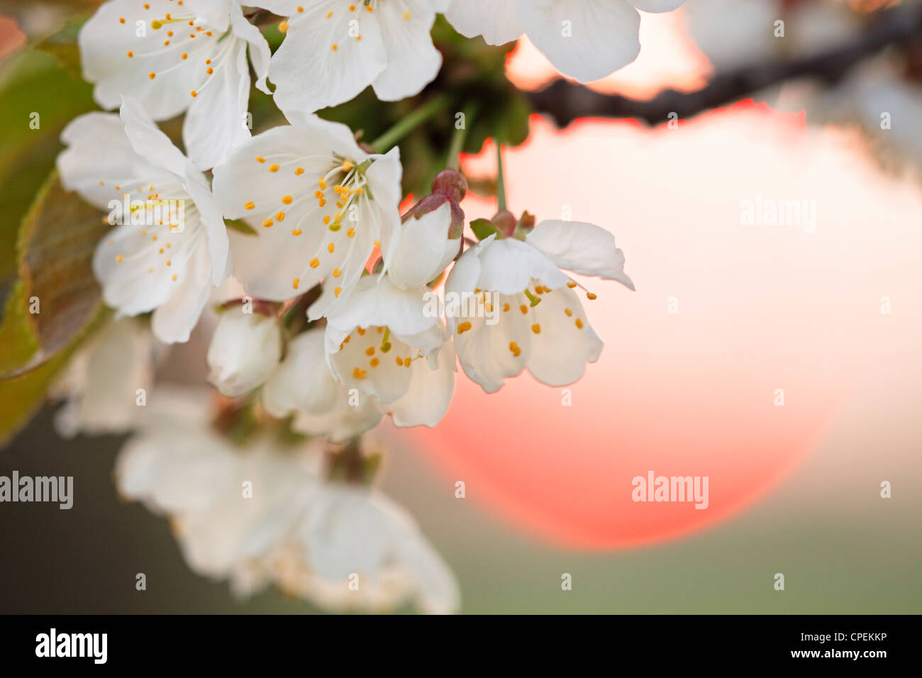 Fleur de cerisier au coucher du soleil Banque D'Images