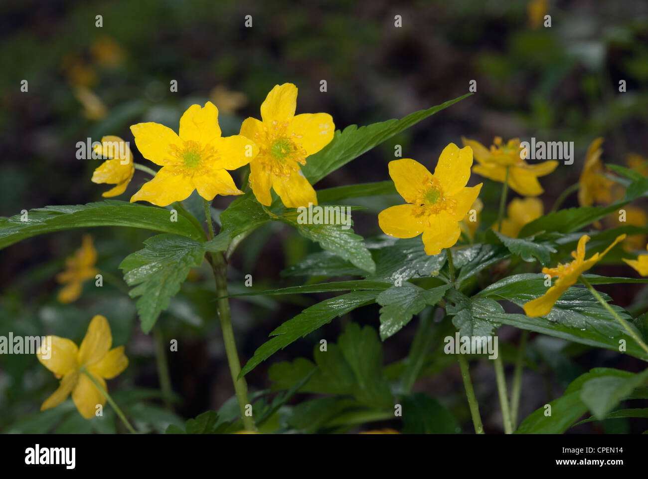 Anemone ranunculoides anémone (jaune ; jaune ; l'anémone des bois anémone renoncule) sous la pluie Banque D'Images