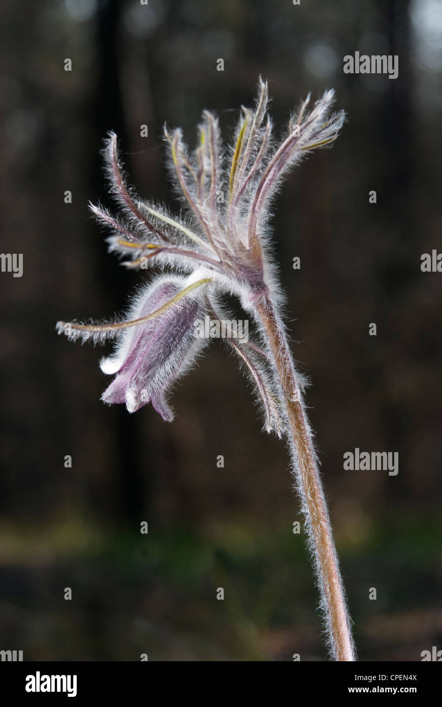 Une fleur de Pulsatilla pratensis (P. nigricans) Banque D'Images