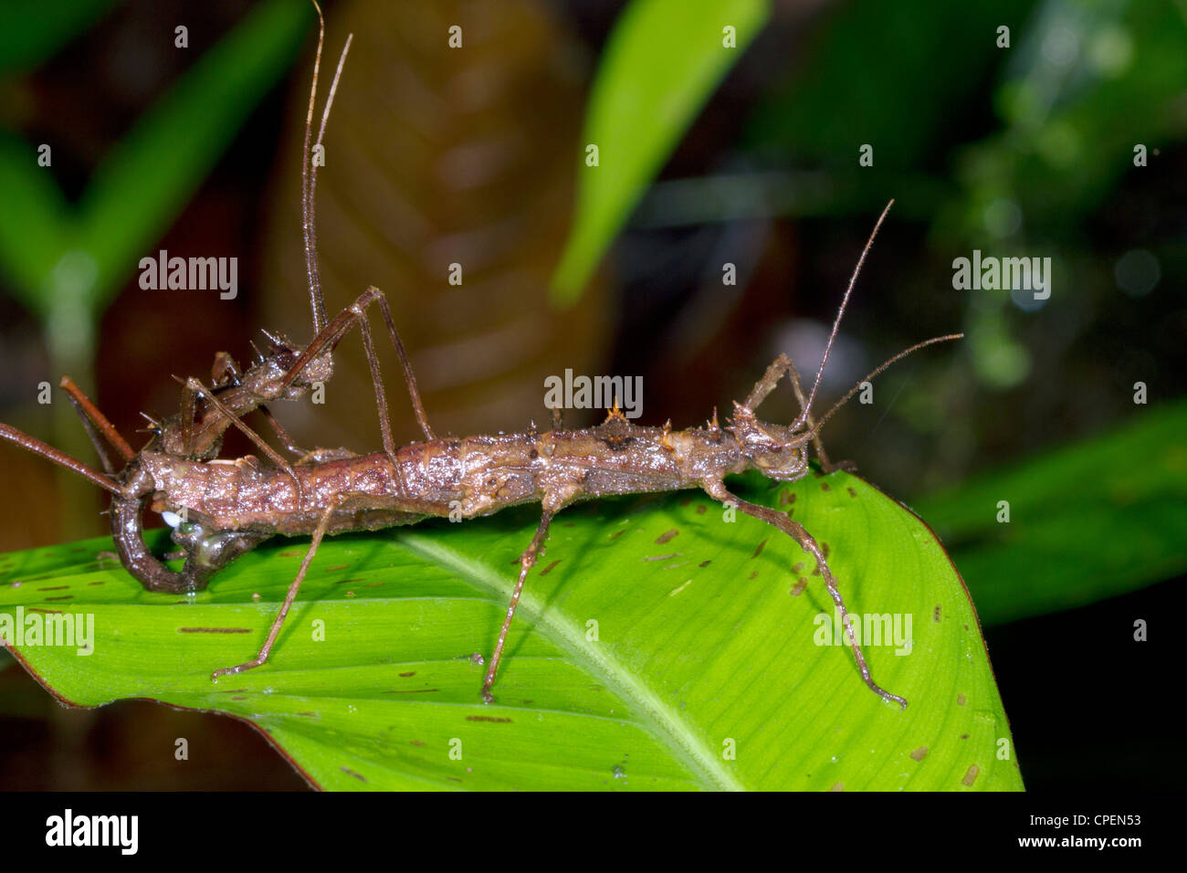 Stick insects (Acanthoclonia sp.) L'accouplement dans la forêt tropicale Banque D'Images
