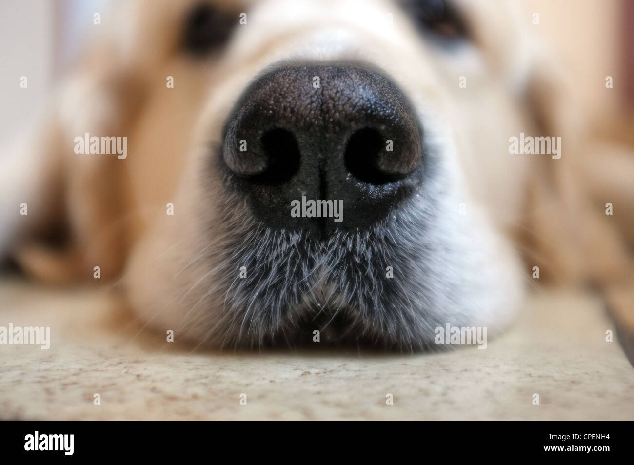 Chien golden retriever couché sur le plancher Photo Stock Alamy