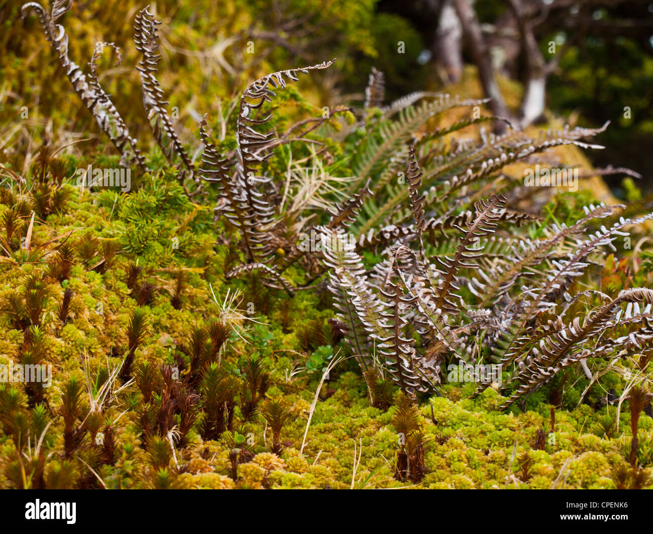 Les petites plantes et la mousse de sphagnum sont typiques du paysage des îles des Açores Banque D'Images