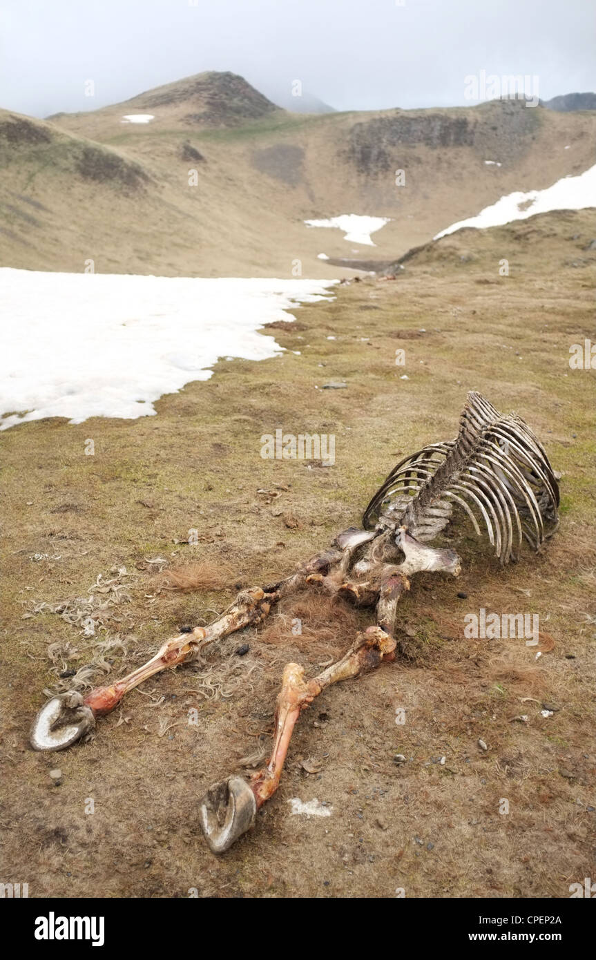 Os d'un cheval mort près de gauche le Col de pause, Ariège, Midi-Pyrénées, France. Banque D'Images