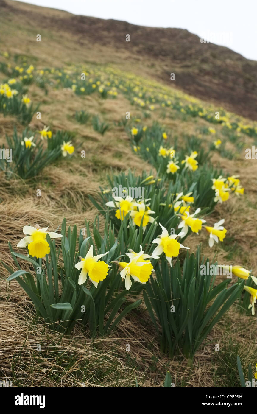 Les jonquilles sauvages près du col de pause, Ariège, Midi-Pyrénées, France. Banque D'Images