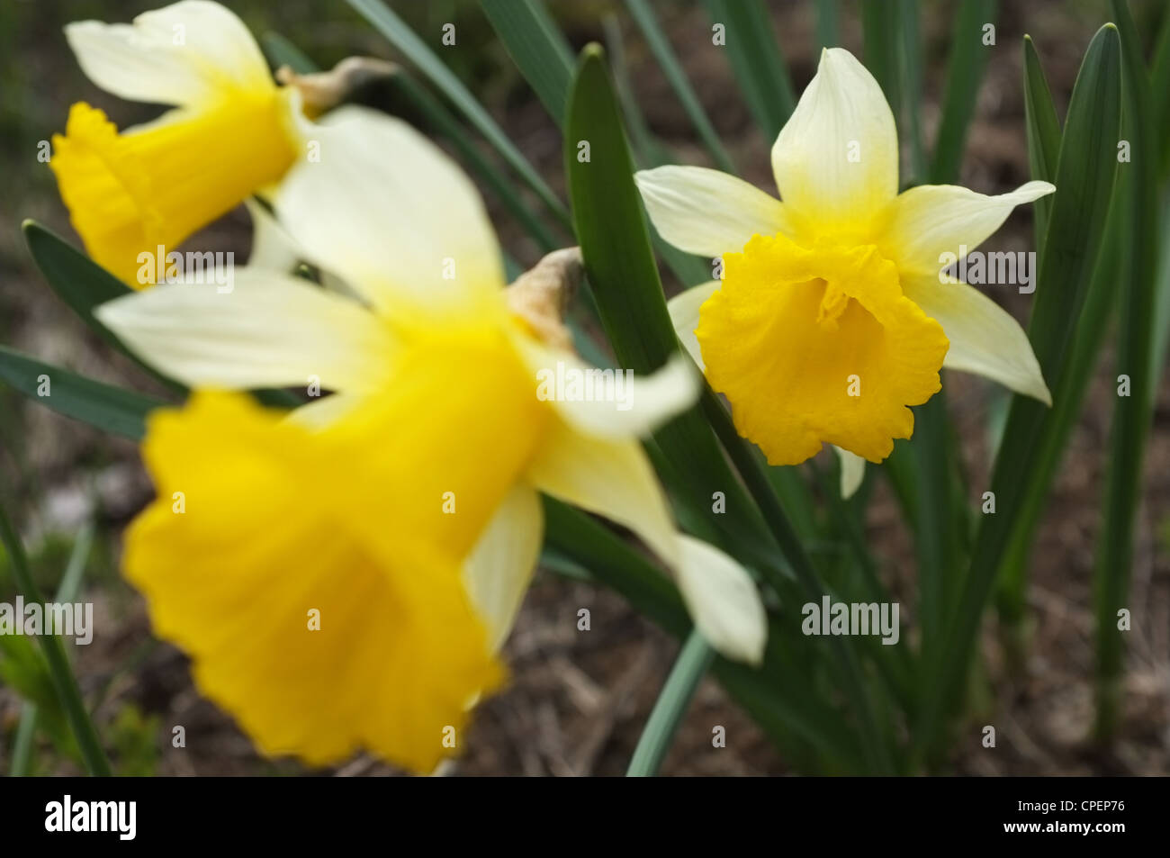 Les jonquilles sauvages près du col de pause, Ariège, Midi-Pyrénées, France. Banque D'Images