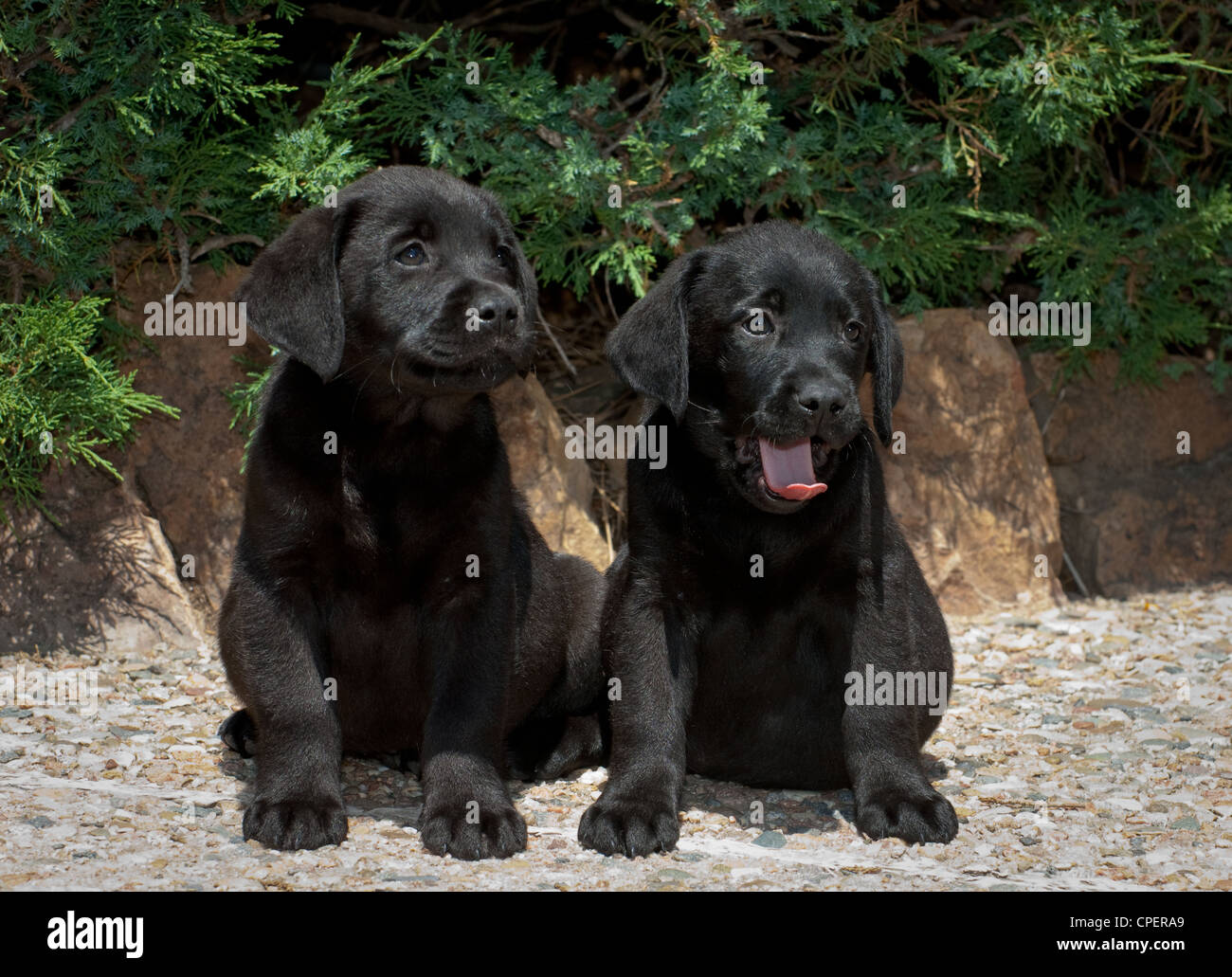 Deux chiots labrador noir assis côte à côte Banque D'Images