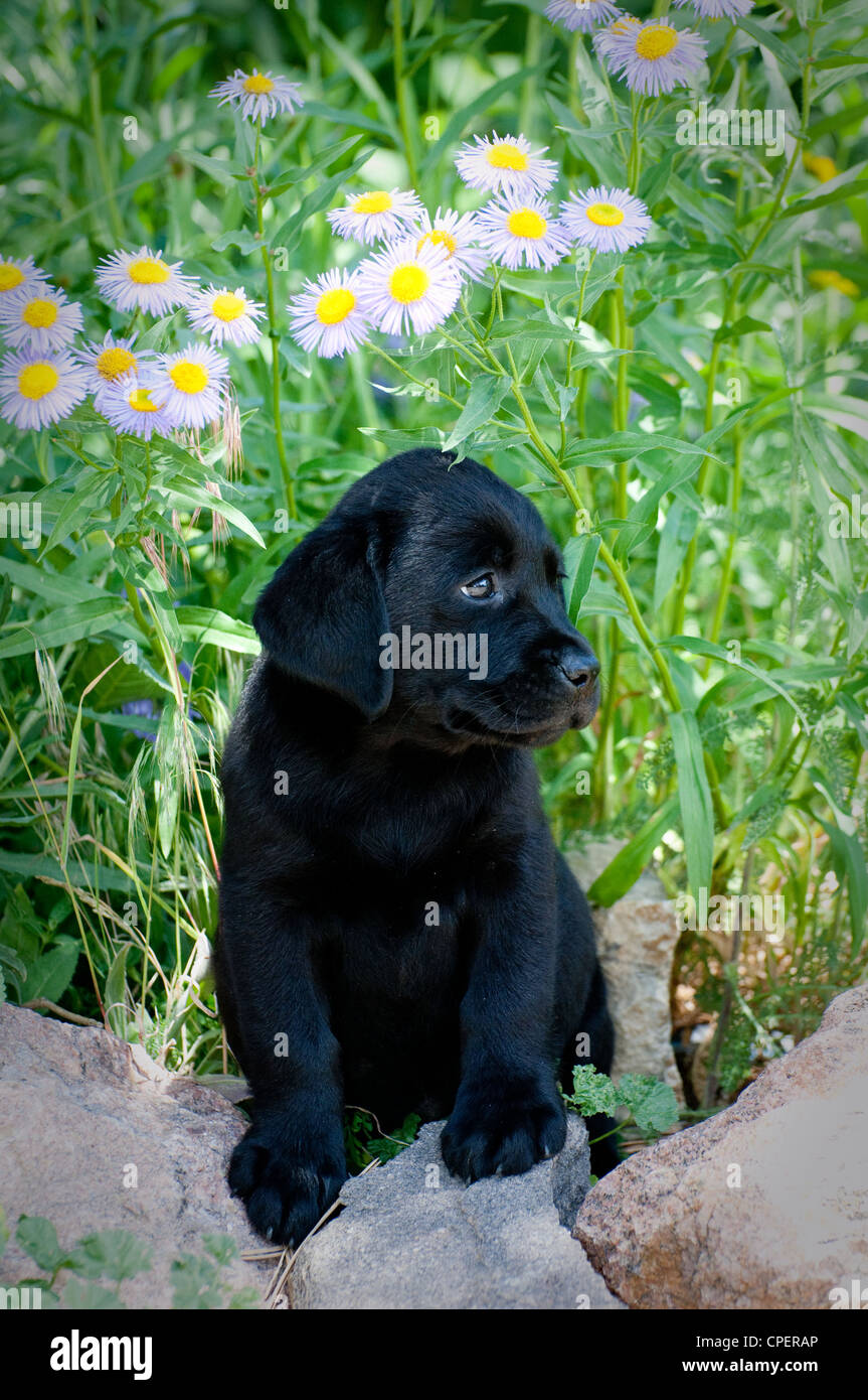Black lab puppy sitting Banque D'Images
