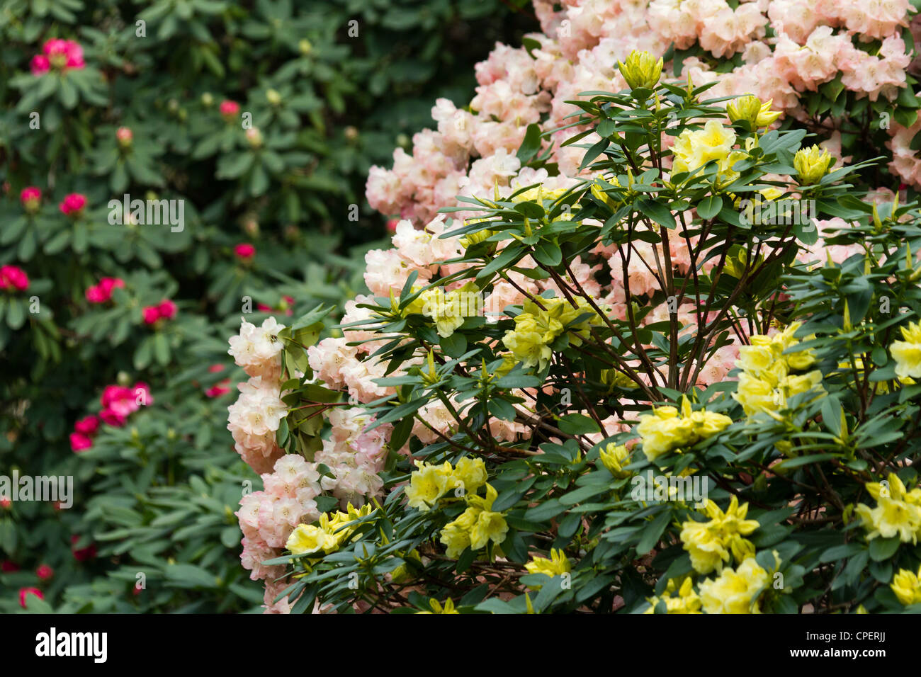 Fleur Rhododendron jaune et rouge Banque D'Images
