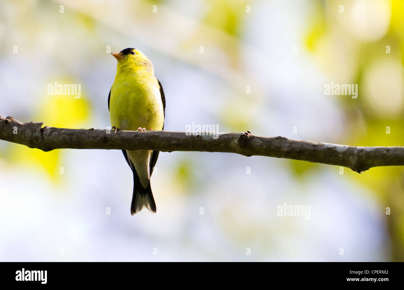 Un Chardonneret jaune vif et de la direction générale Banque D'Images