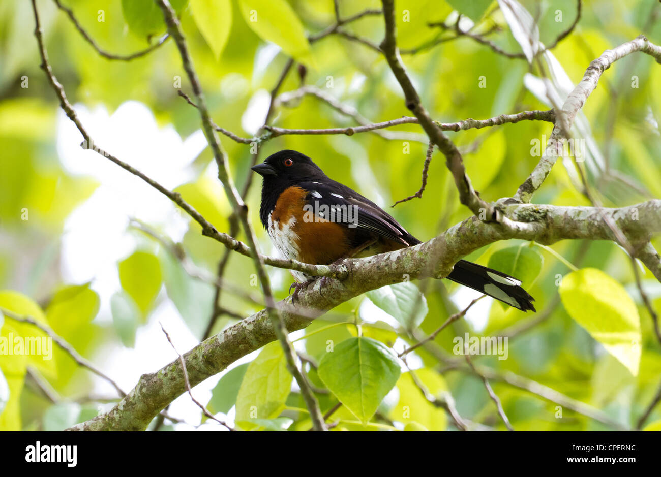 Tohi tacheté avec un fond vert Banque D'Images